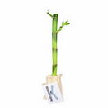 12" Lucky Bamboo Stalk in Natural Cotton Bag w/ Custom Plant Care Tag